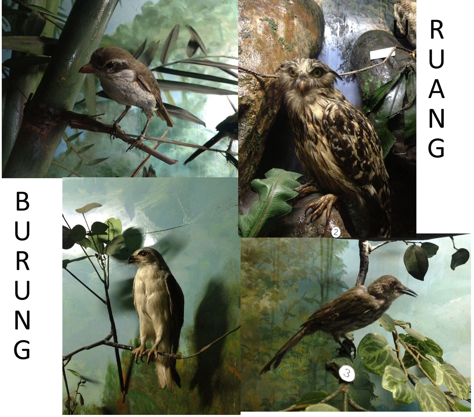 burung